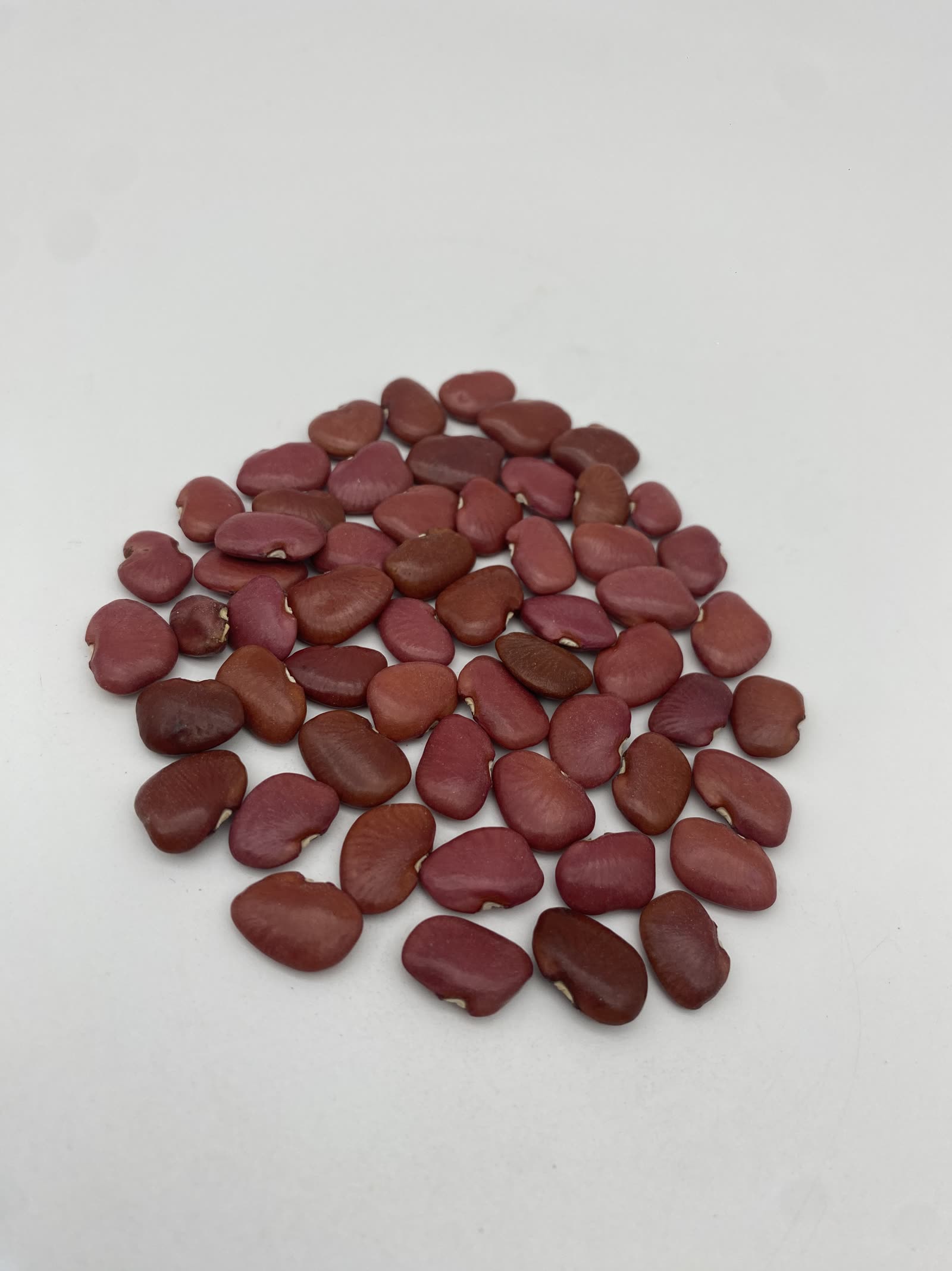 Patashete Bean