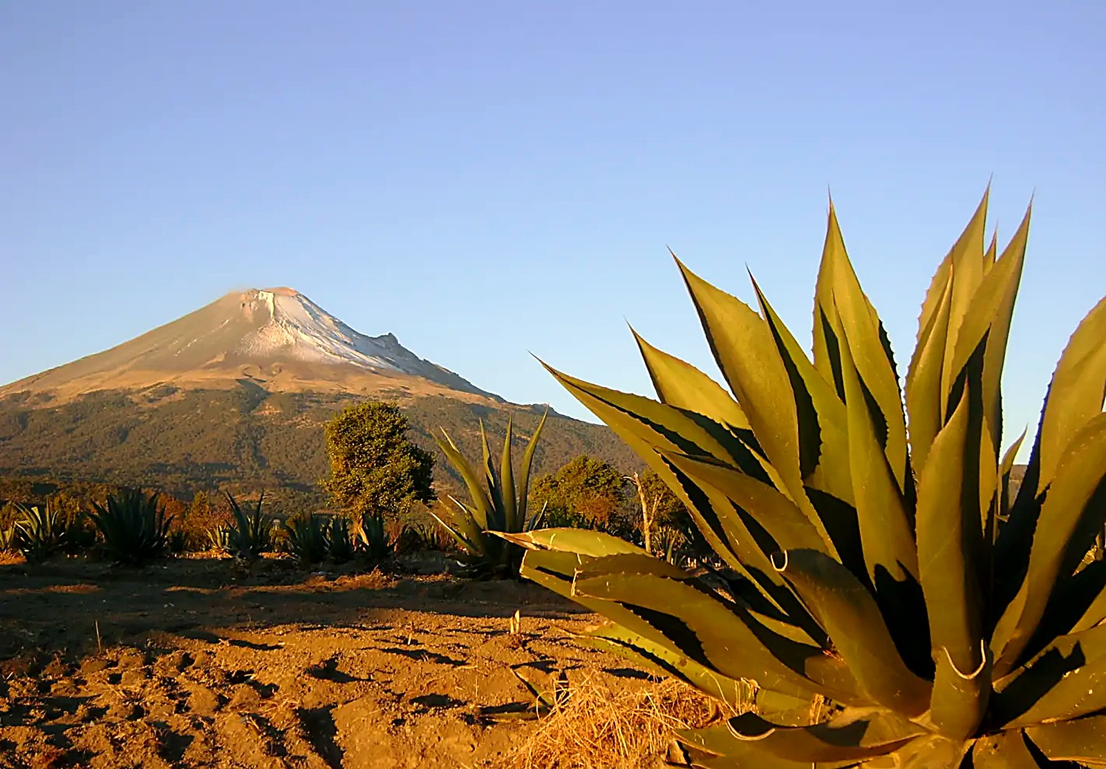 Maguey field with the Popocatépetl volcano at sunrise