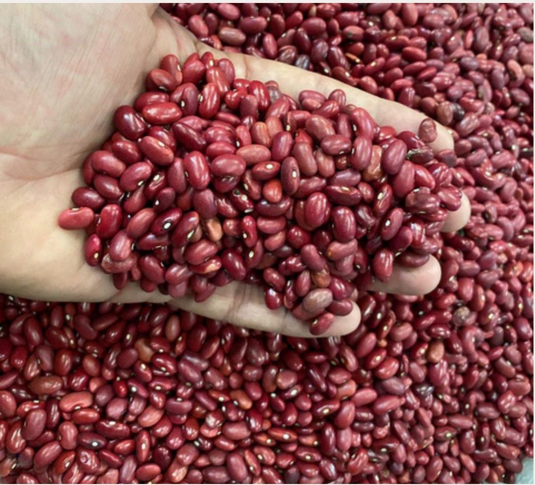 Red Bush Bean