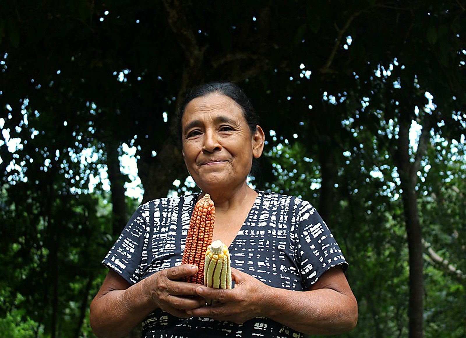 Milpa farmer holding native corn cobs
