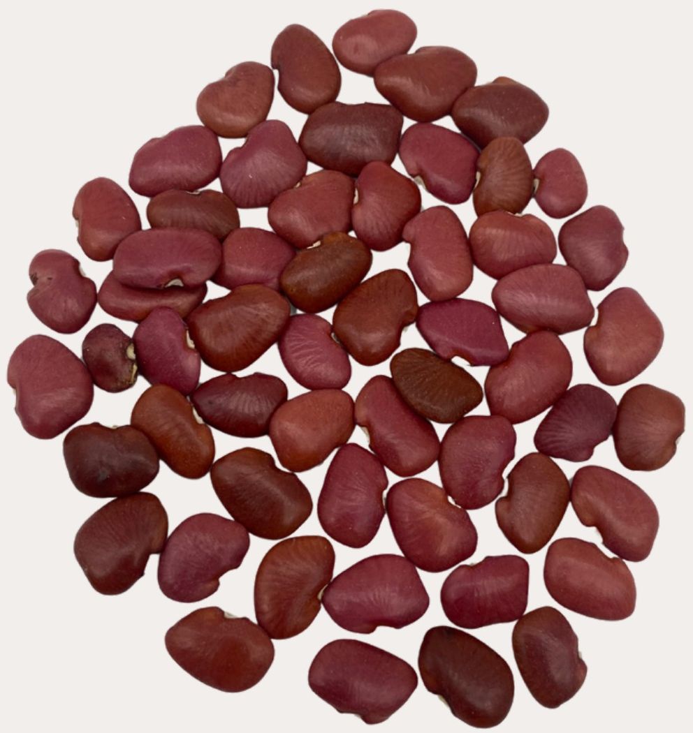 Patashete Bean